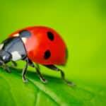 Turning bugs into business insights with Agile